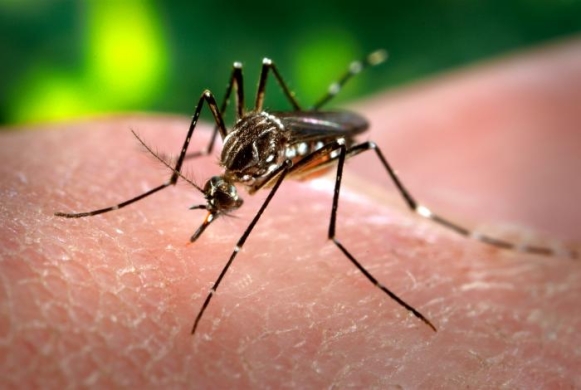 Aedes_aegypti_CDC-Gathany.jpg&w=581&zc=1