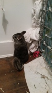 Chinchilla 2