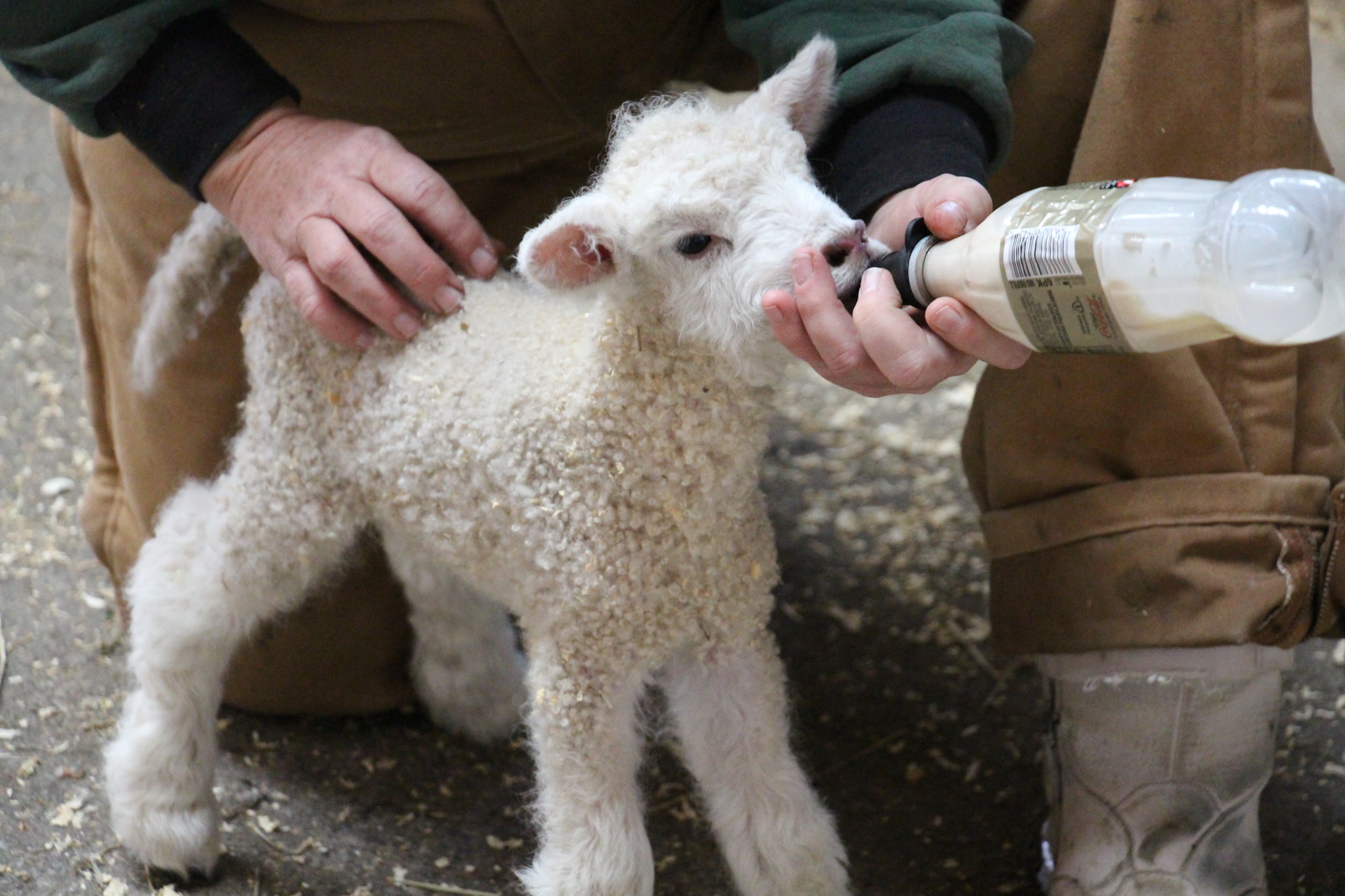 “Using the new Twitter app Periscope, we were able to live stream our triplets being bottle-fed by our Weavers and stable staff in the Blue Bell Pasture,” Ross said in an email. COURTESY PHOTO / MAKING HISTORY BLOG TEAM