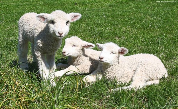 The names chosen for the lambs this year were Jamie, Yorkie and Willie, after the names of the cities in the Historic Triangle. COURTESY PHOTO / FRED BLYSTONE