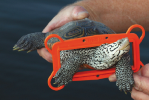 Terrapin and Bycatch Reduction Device (BRD) Courtesy of National Aquarium Waterblog 