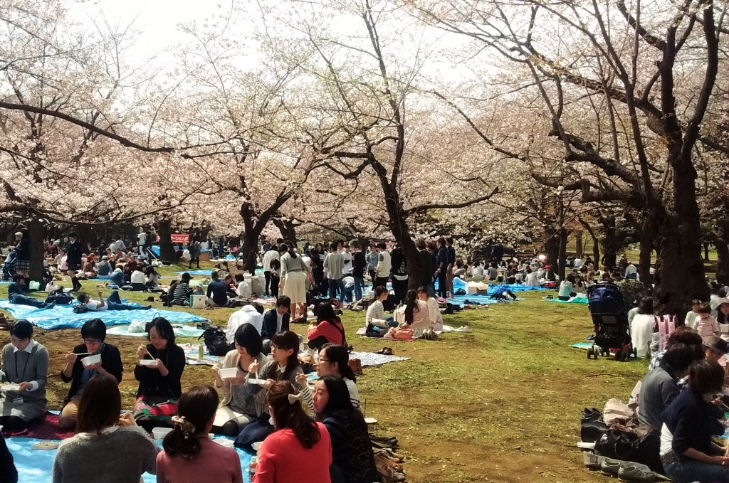 The End of Cherry Blossom Season | Flat Hat News