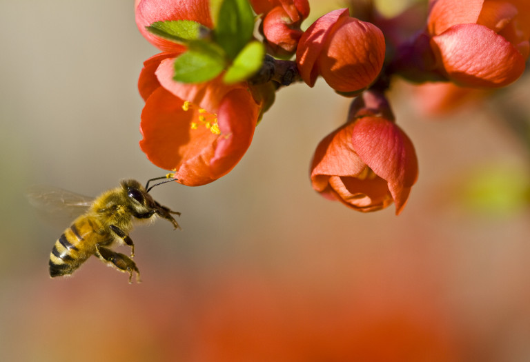 The latest buzz on campus: beekeeping comes to the College