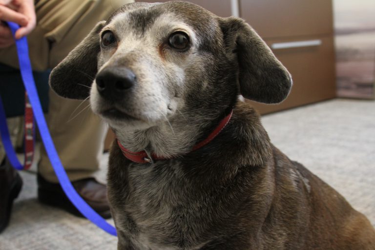 Counseling Center brings Pet Therapy initiative to campus