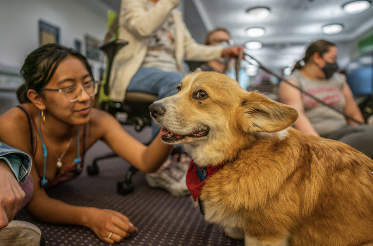 Spreading paws-itivity: Marisol Lambert brings joy, comfort to the College with weekly corgi visits