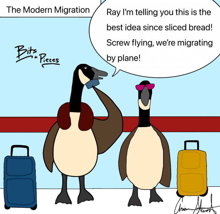 Bits & Pieces: The Modern Migration