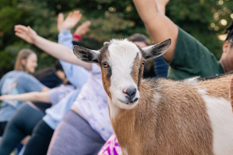 Baaaaa-maste: Alma Mater Productions organizes Goat Yoga event to reduce stress, improve mental health