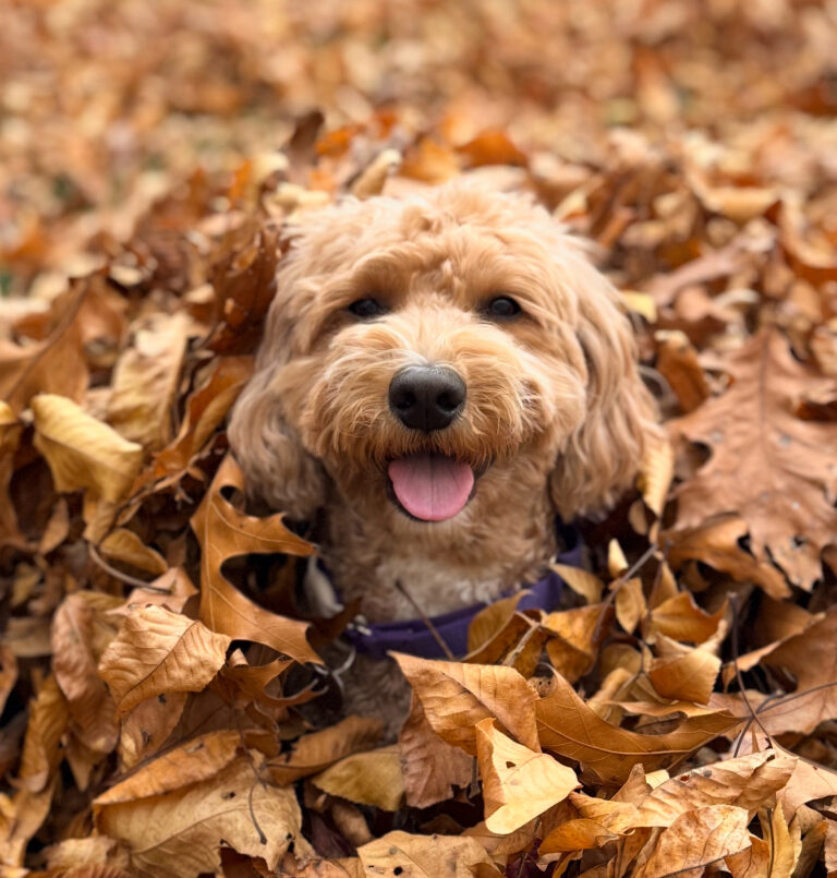 Eva’s Apple #19: The rEVAlution